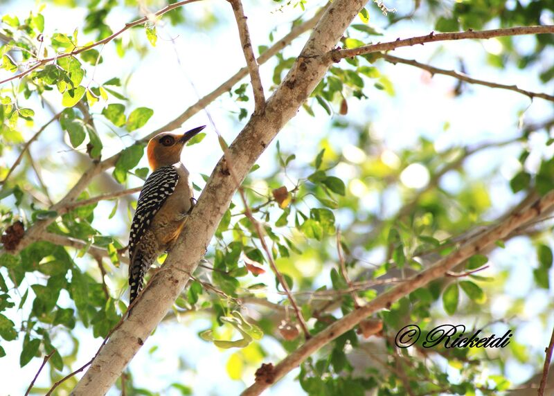 Golden-cheeked Woodpecker female