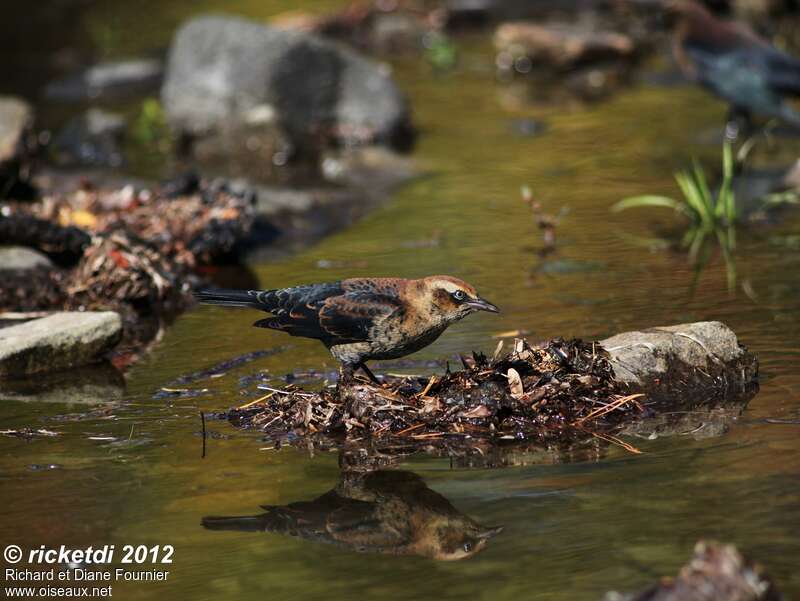 Rusty Blackbirdimmature, habitat, pigmentation