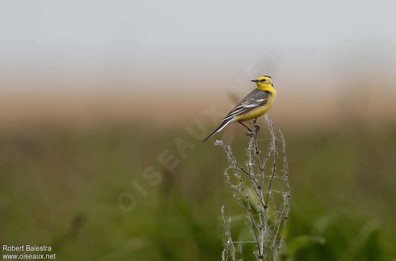 Citrine Wagtail male adult, Reproduction-nesting, Behaviour