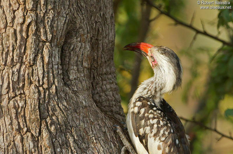 Southern Red-billed Hornbill, Reproduction-nesting