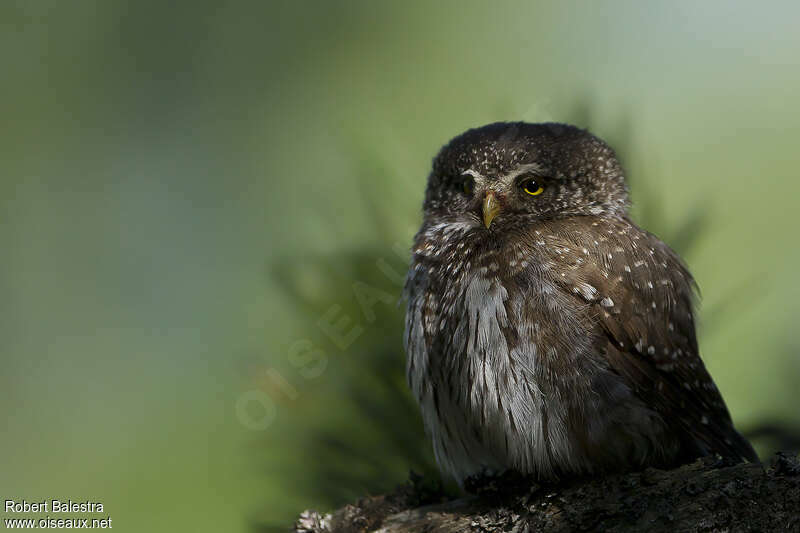 Eurasian Pygmy Owl male, identification