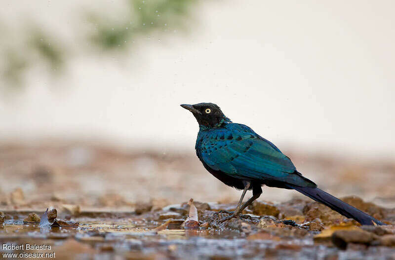 Long-tailed Glossy Starling, identification