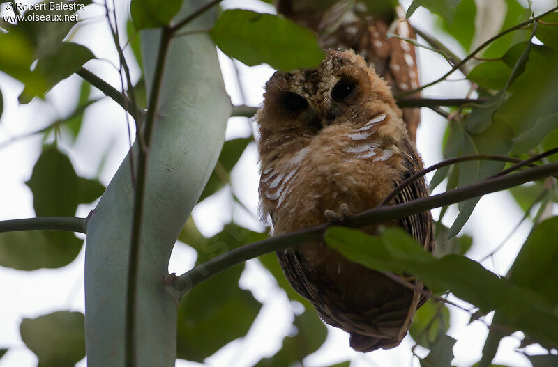 African Wood Owlimmature