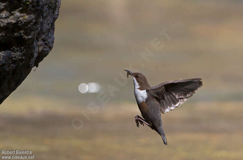 White-throated Dipper, Flight, Reproduction-nesting