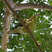 Thick-billed Green Pigeon
