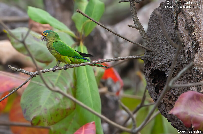 Orange-fronted Parakeet, Reproduction-nesting