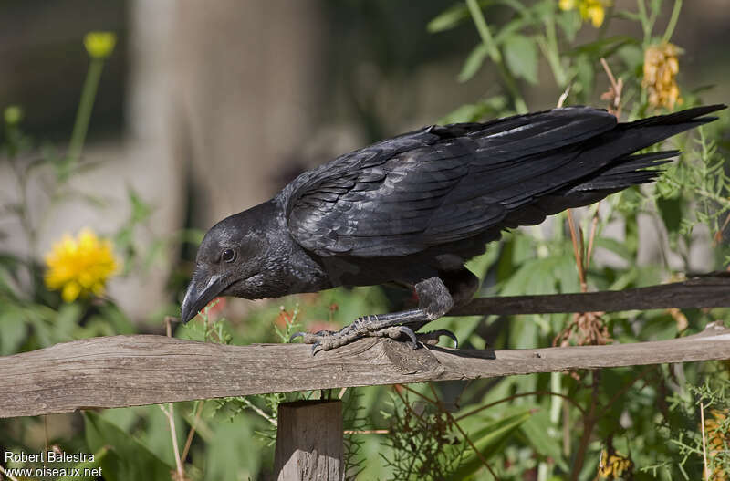 Corbeau à queue courteadulte
