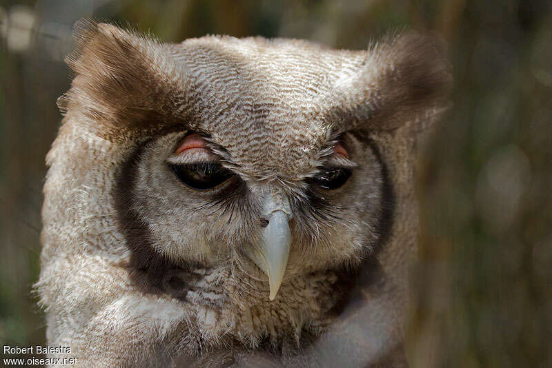Verreaux's Eagle-Owl, close-up portrait