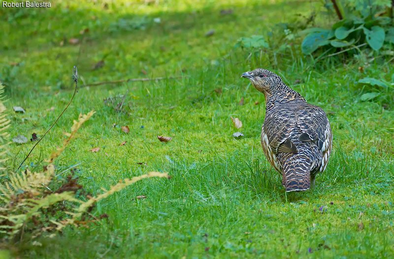 Western Capercaillie female