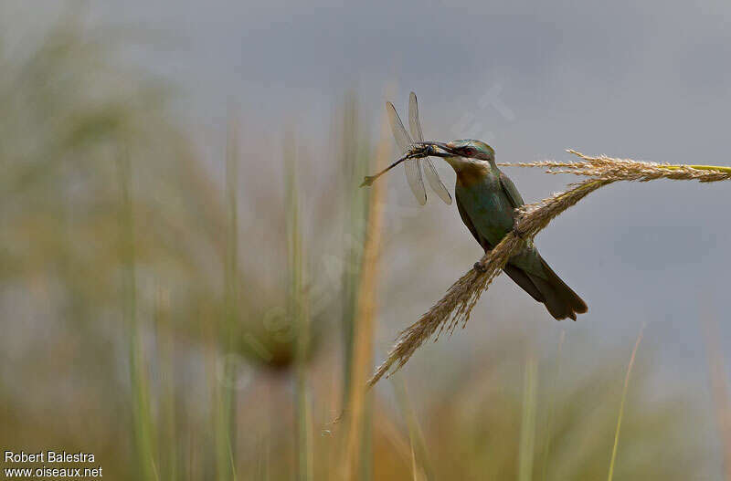Blue-cheeked Bee-eater, feeding habits