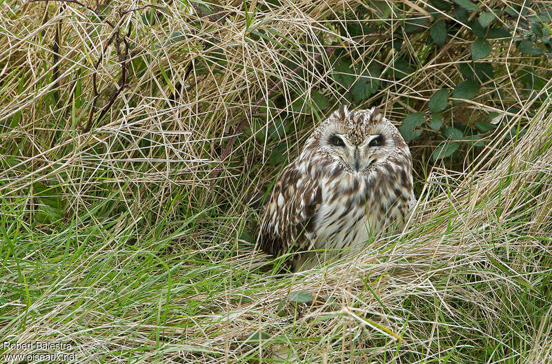 Short-eared Owl, habitat, Behaviour