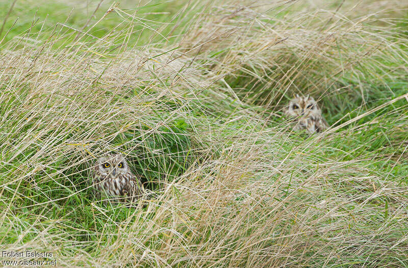 Short-eared Owl, habitat, Behaviour