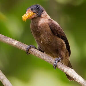 Naked Faced Barbet Gymnobucco Calvus