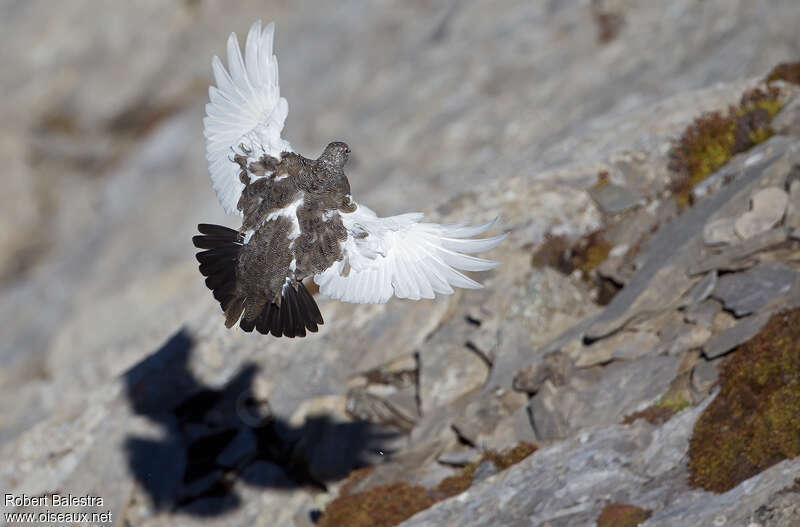 Rock Ptarmigan male adult, Flight