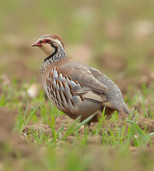 Red-legged Partridge : Pictures.