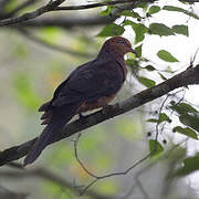Little Cuckoo-Dove
