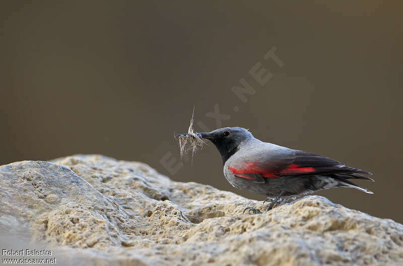 Wallcreeper male adult, Reproduction-nesting
