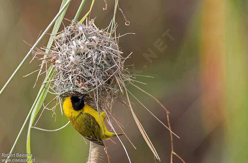 Slender-billed Weaver male adult, Reproduction-nesting