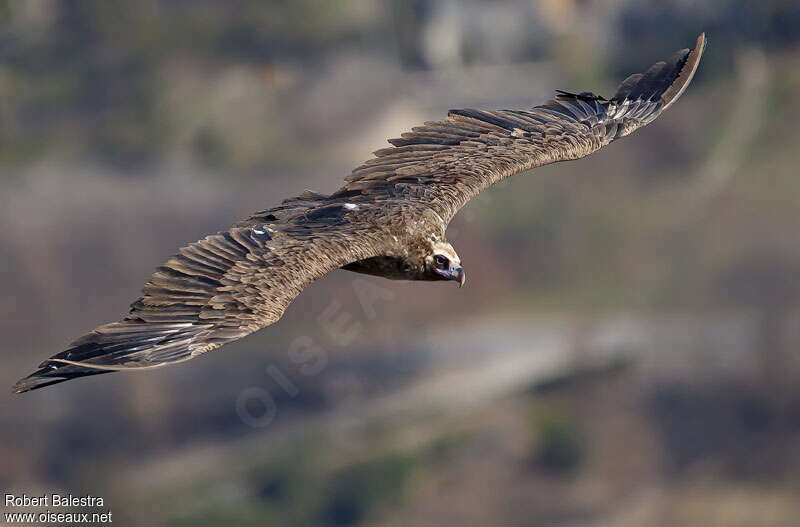 Cinereous Vultureadult, Flight