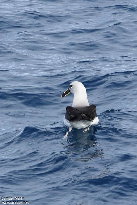 Albatros à tête griseadulte, nage