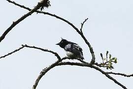 Black-and-white Shrike-flycatcher