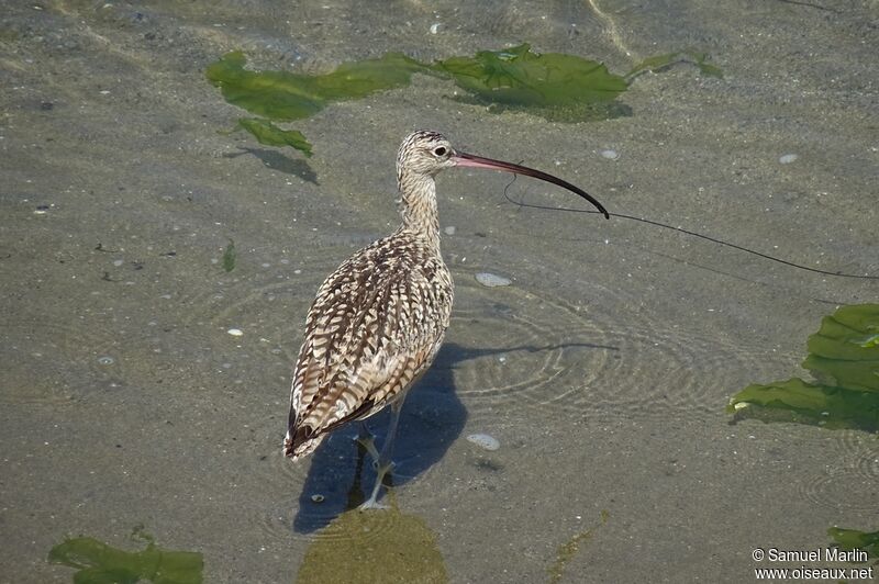 Long-billed Curlew male adult