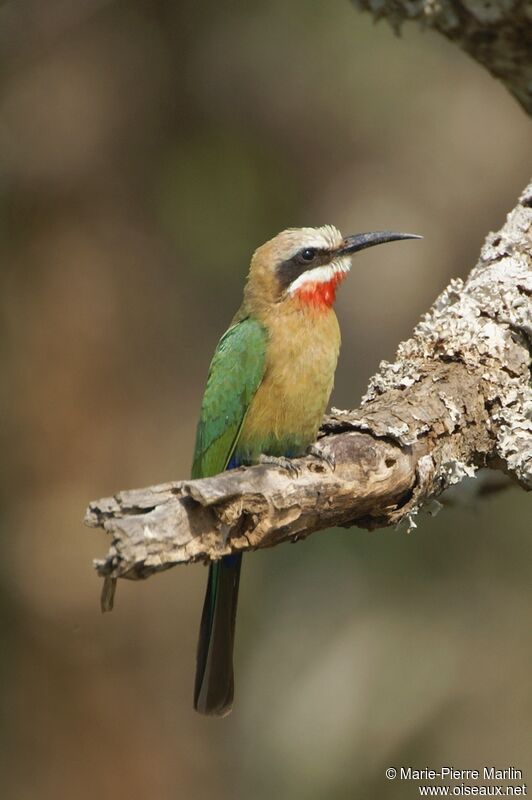 White-fronted Bee-eater male adult