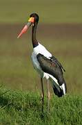 Saddle-billed Stork