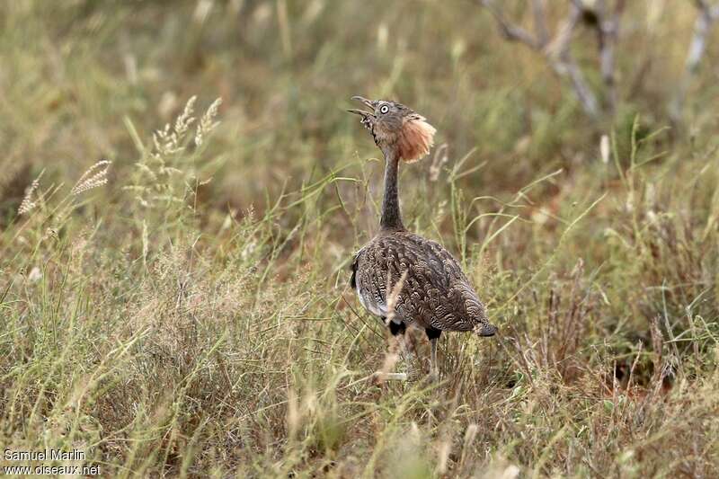 Buff-crested Bustard male adult, courting display