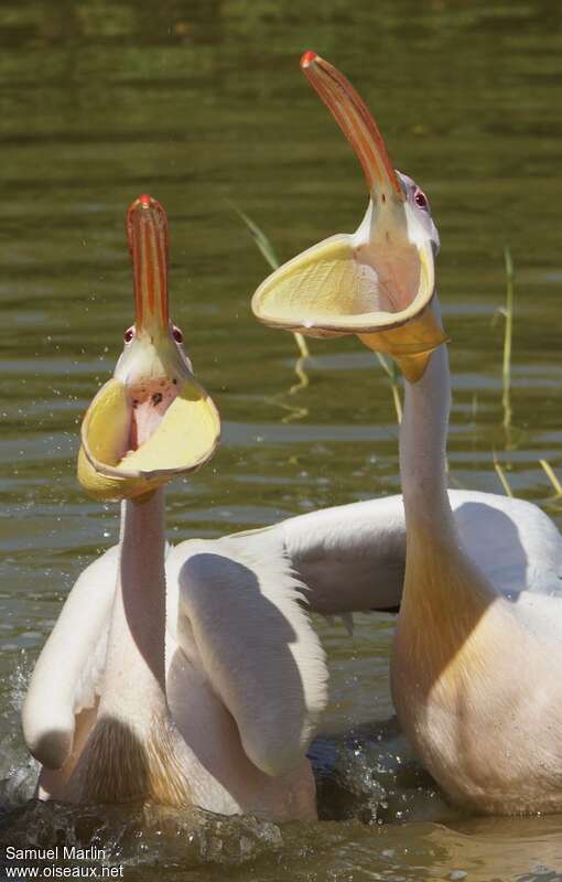 Pélican blancadulte, pêche/chasse
