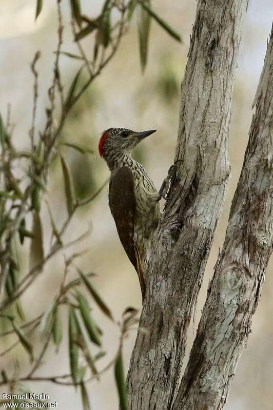 Mombasa Woodpecker female adult, pigmentation