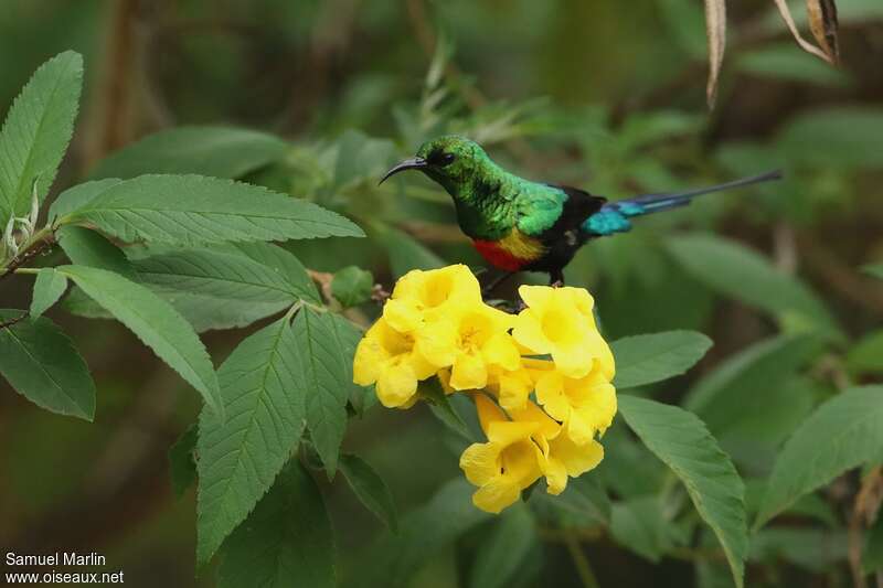 Beautiful Sunbird male adult breeding, habitat, pigmentation
