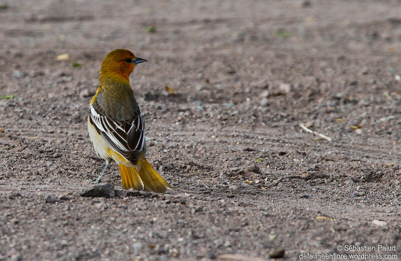 Bullock's Oriole male First year