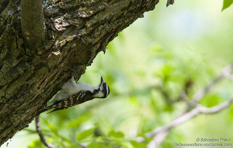 Downy Woodpecker female adult, identification