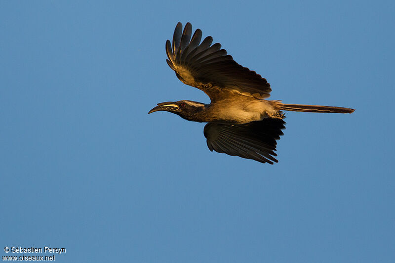African Grey Hornbill, Flight