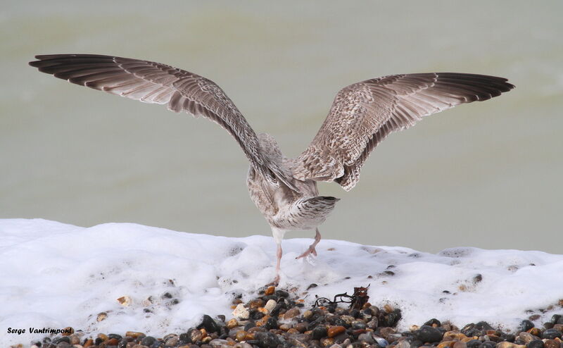 European Herring Gull, Flight, Behaviour