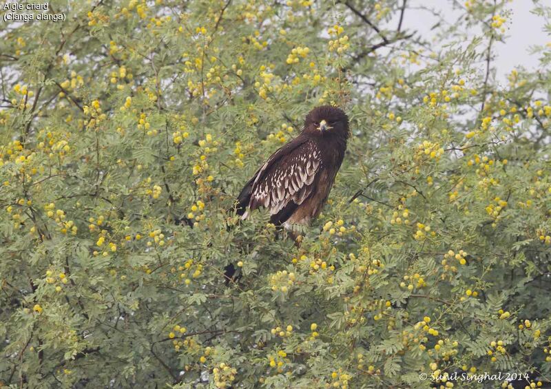 Greater Spotted Eaglejuvenile, identification