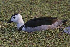 Cotton Pygmy Goose
