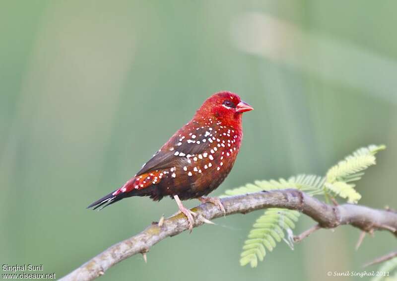 Red Avadavat male adult, identification