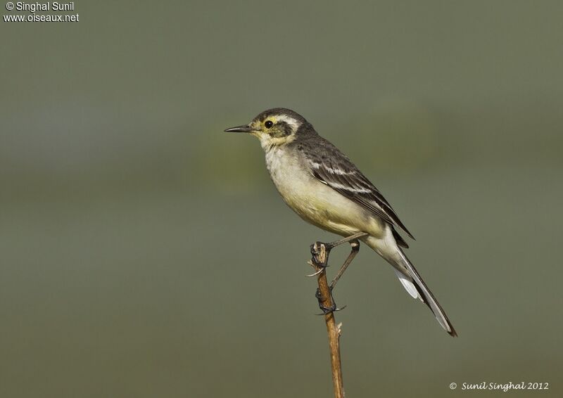 Citrine Wagtail, identification