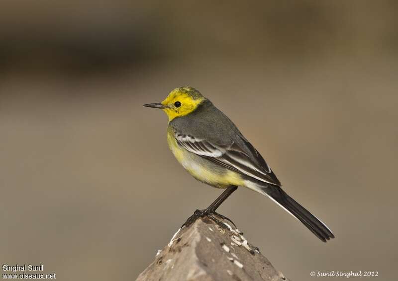 Citrine Wagtail male adult, identification