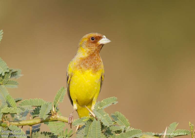 Red-headed Bunting male adult post breeding, close-up portrait