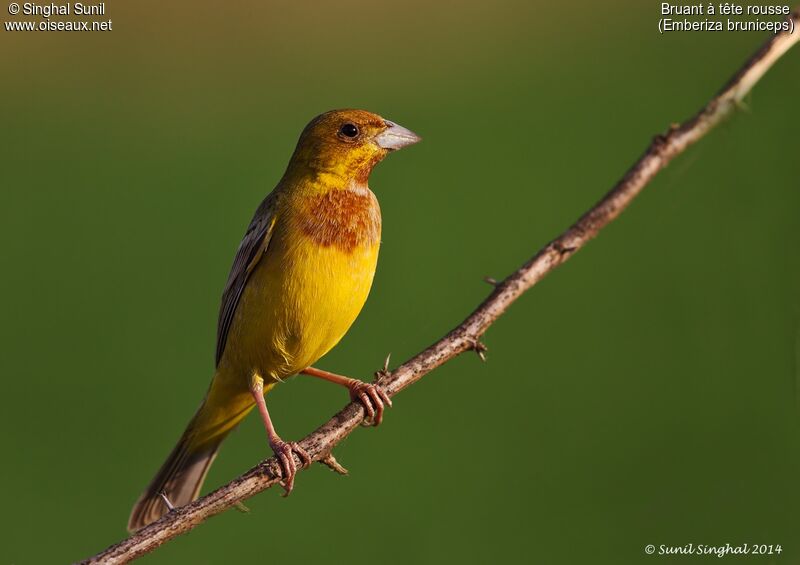 Red-headed Bunting male adult, identification