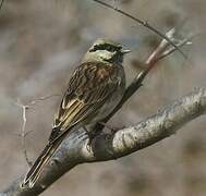 White-capped Bunting