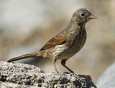 Crested Bunting