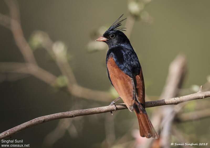 Crested Bunting male
