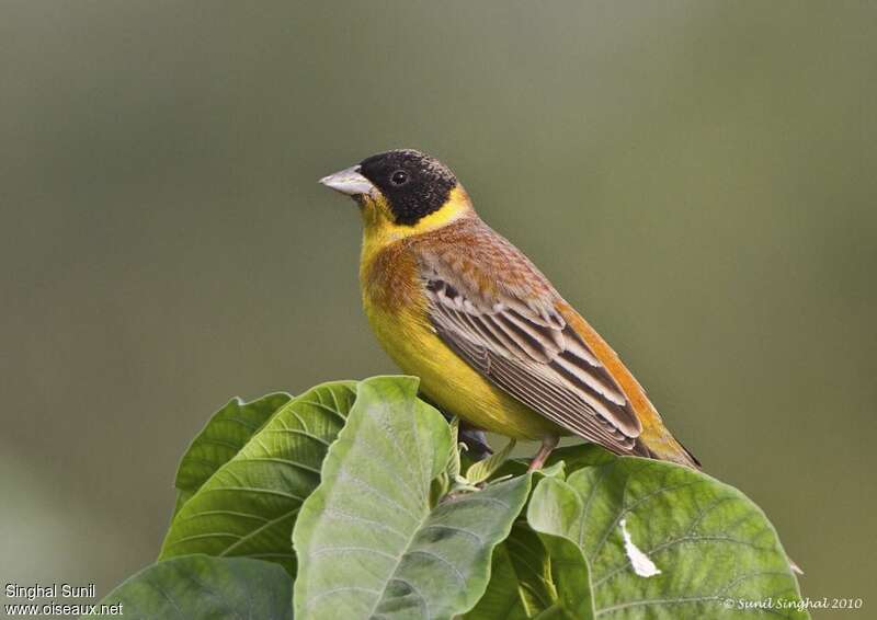 Black-headed Bunting male adult, close-up portrait