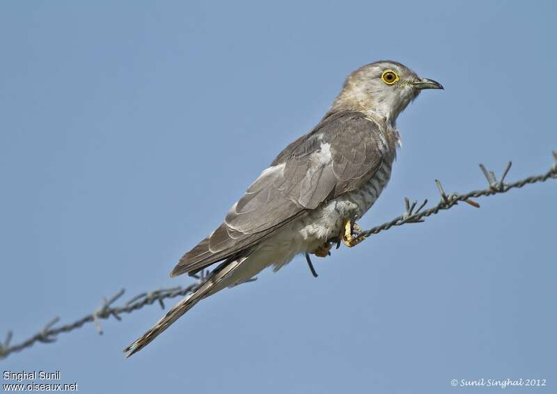Common Hawk-Cuckooadult, identification