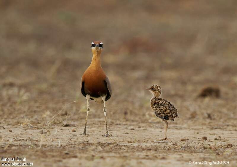 Indian Courser, Reproduction-nesting