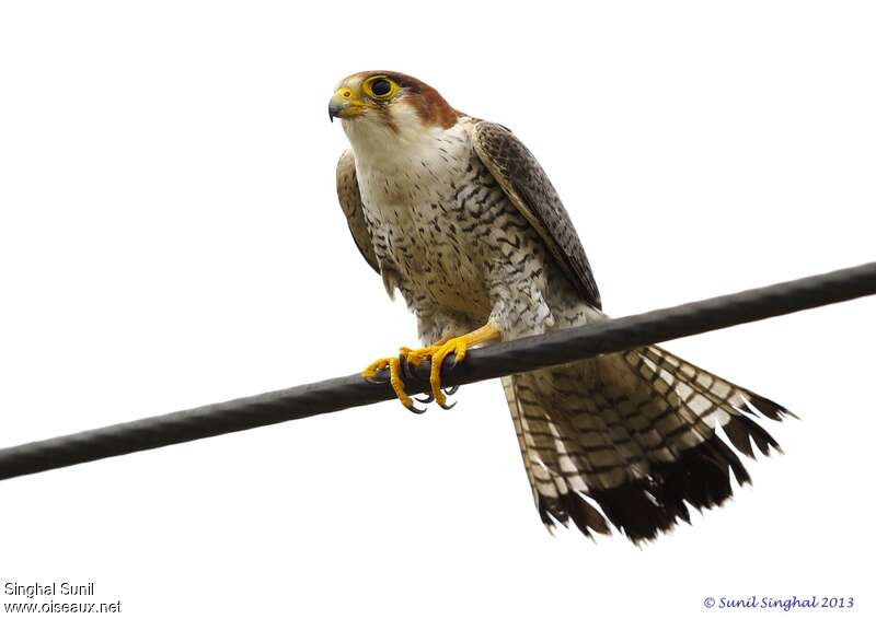 Red-necked Falcon male adult, identification